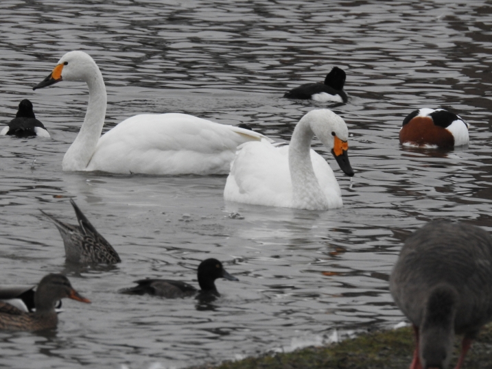Two Bewick's swans on water